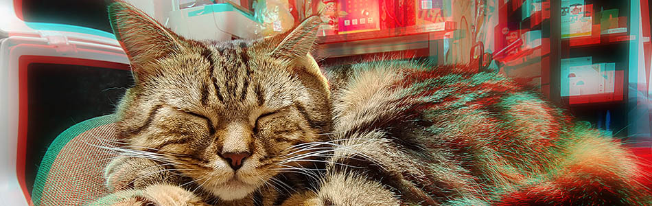 猫星人