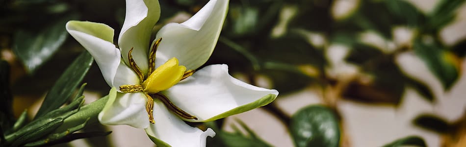 栀子花开